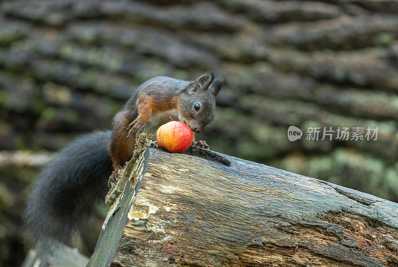 欧亚大陆的红松鼠(学名:Sciurus vulgaris)，有一个红苹果。